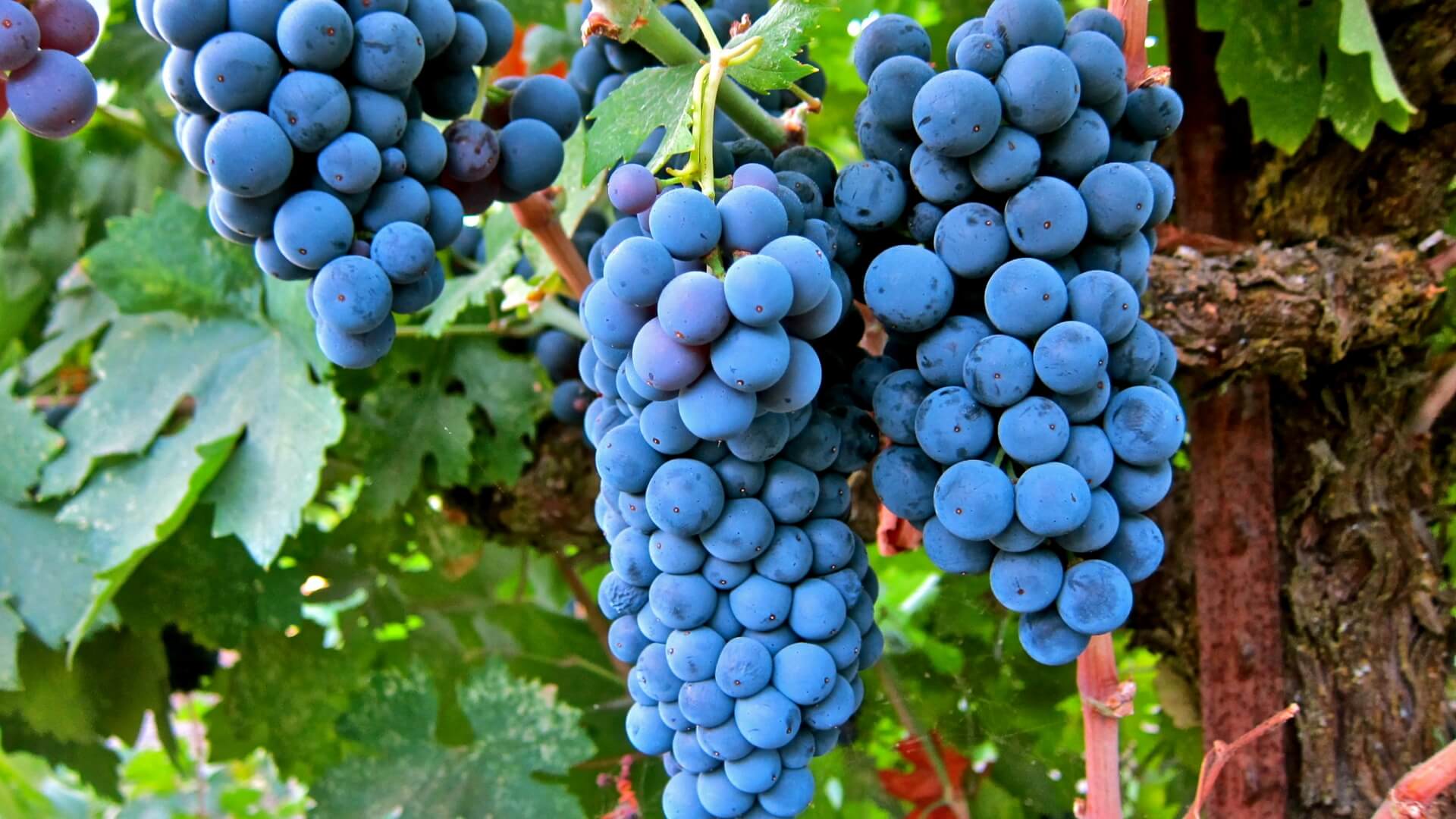 Десять великих красных сортов винограда