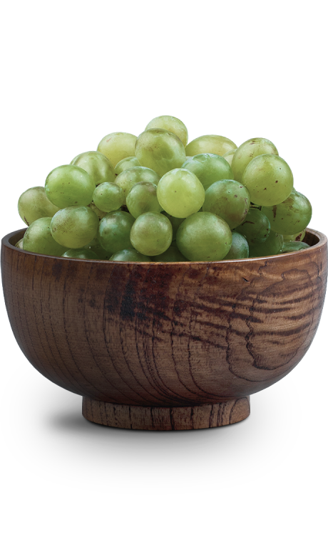 vinoterra