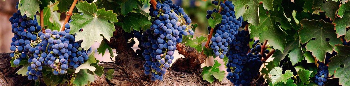 Десять самых великих сортов красного винограда