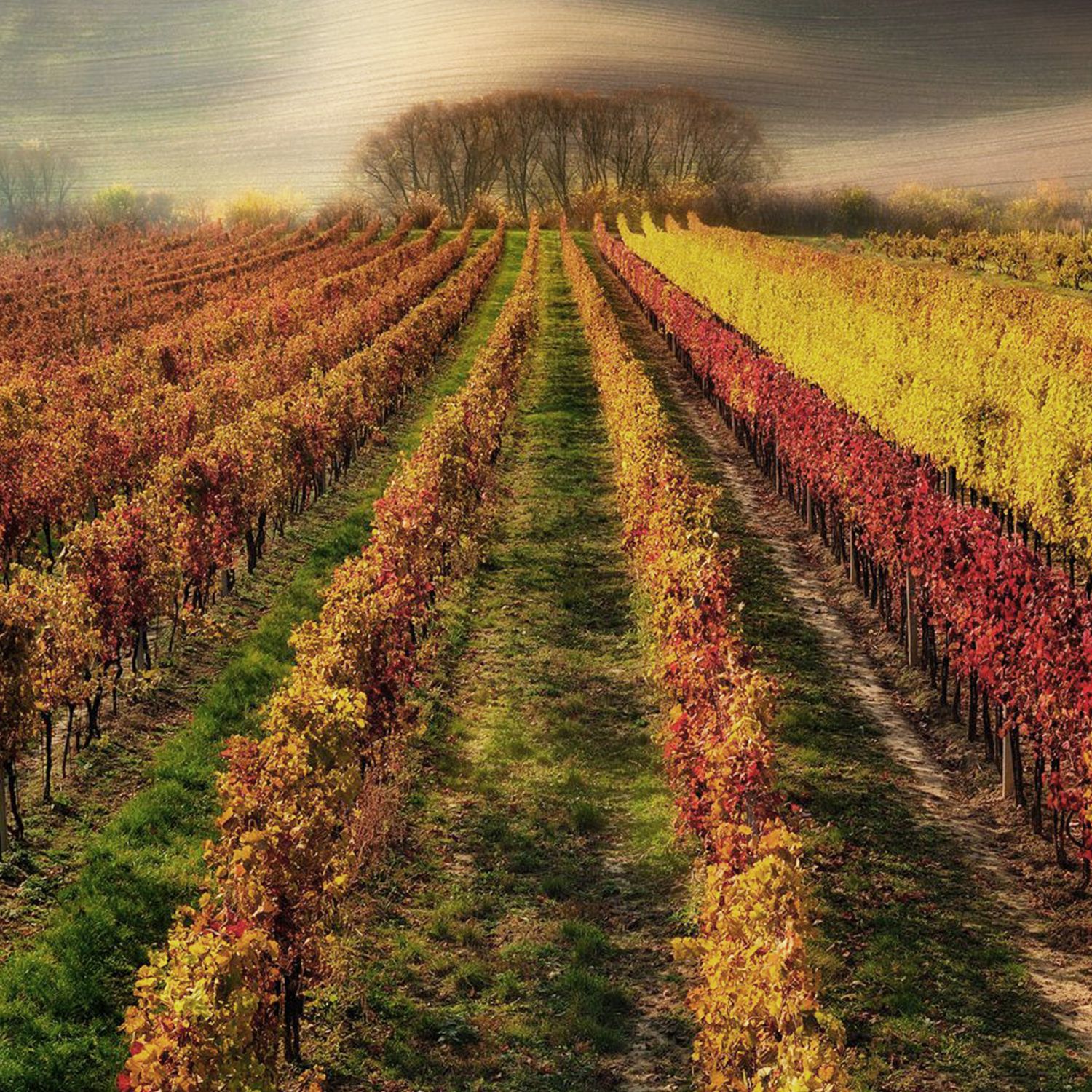 Какое вино пить осенью? Вина на ноябрь