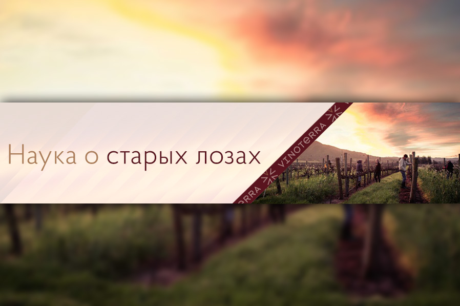 Наука о старых лозах