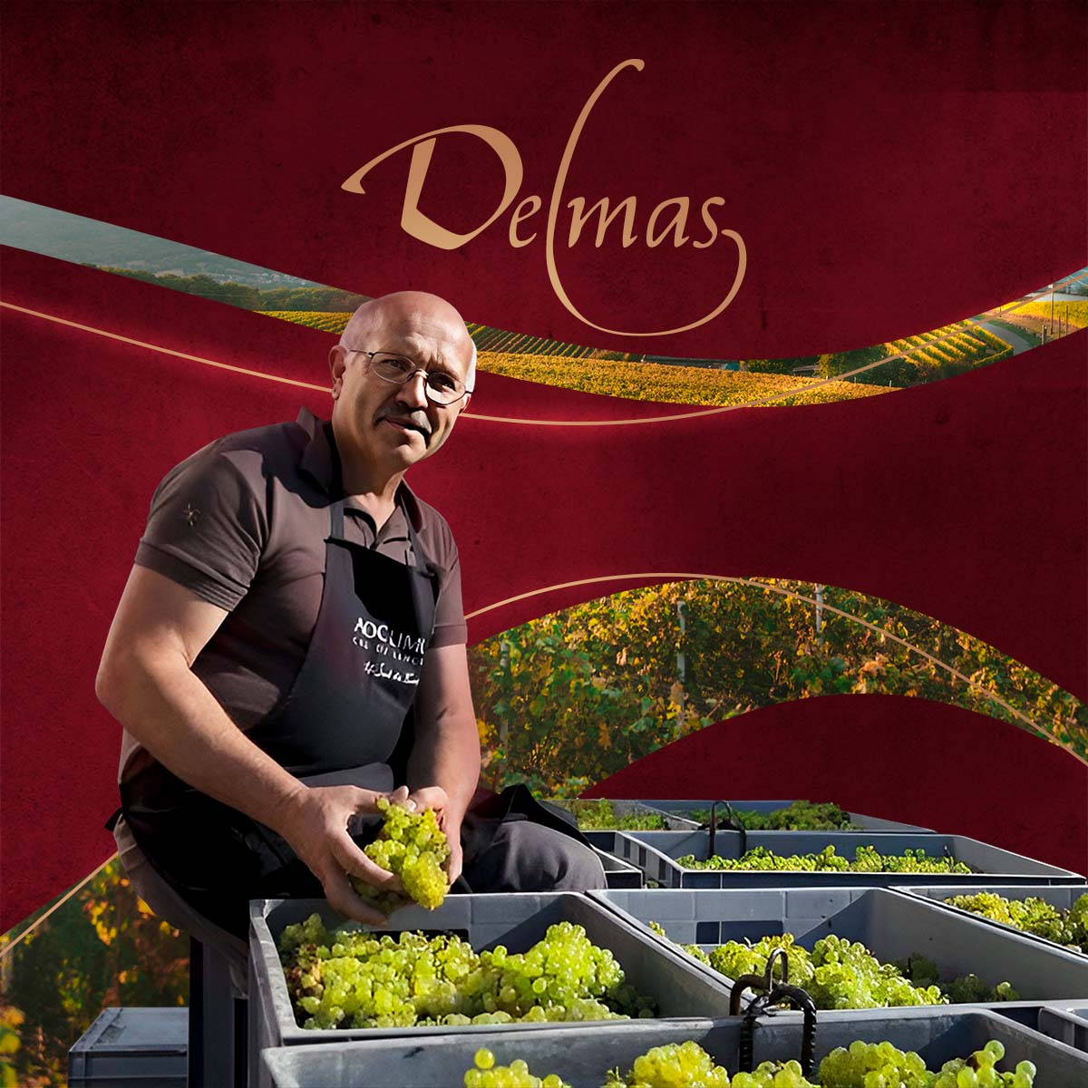 Винодел месяца: Domaine Delmas 