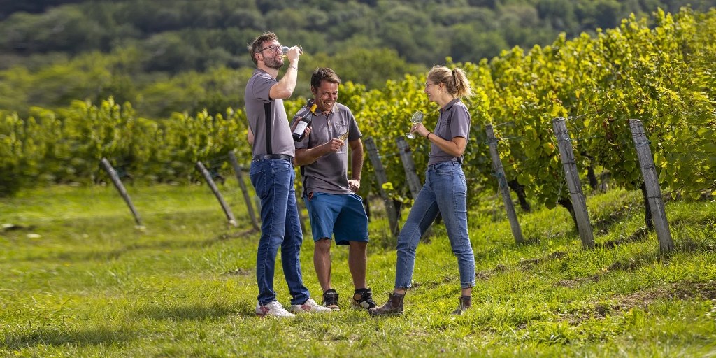 Энологическая команда Domaine Rolet дегустирует вино на винограднике