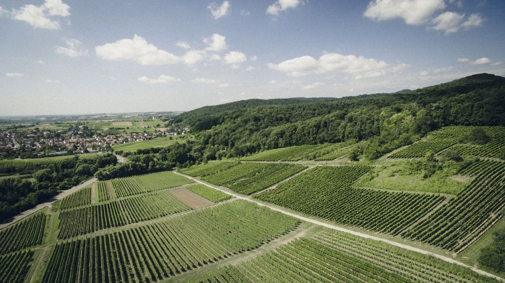Аэропанорама известняковых склонов Швайгена и Пфальцского леса | Weingut Jülg Vinoterra