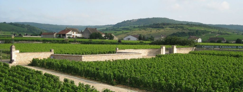 vineyards-at-chassagne.jpg