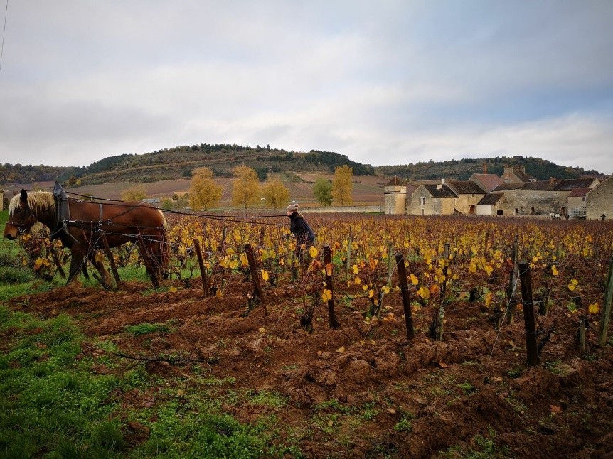 Вспашка виноградника лошадью в Clos du Moulin aux Moines