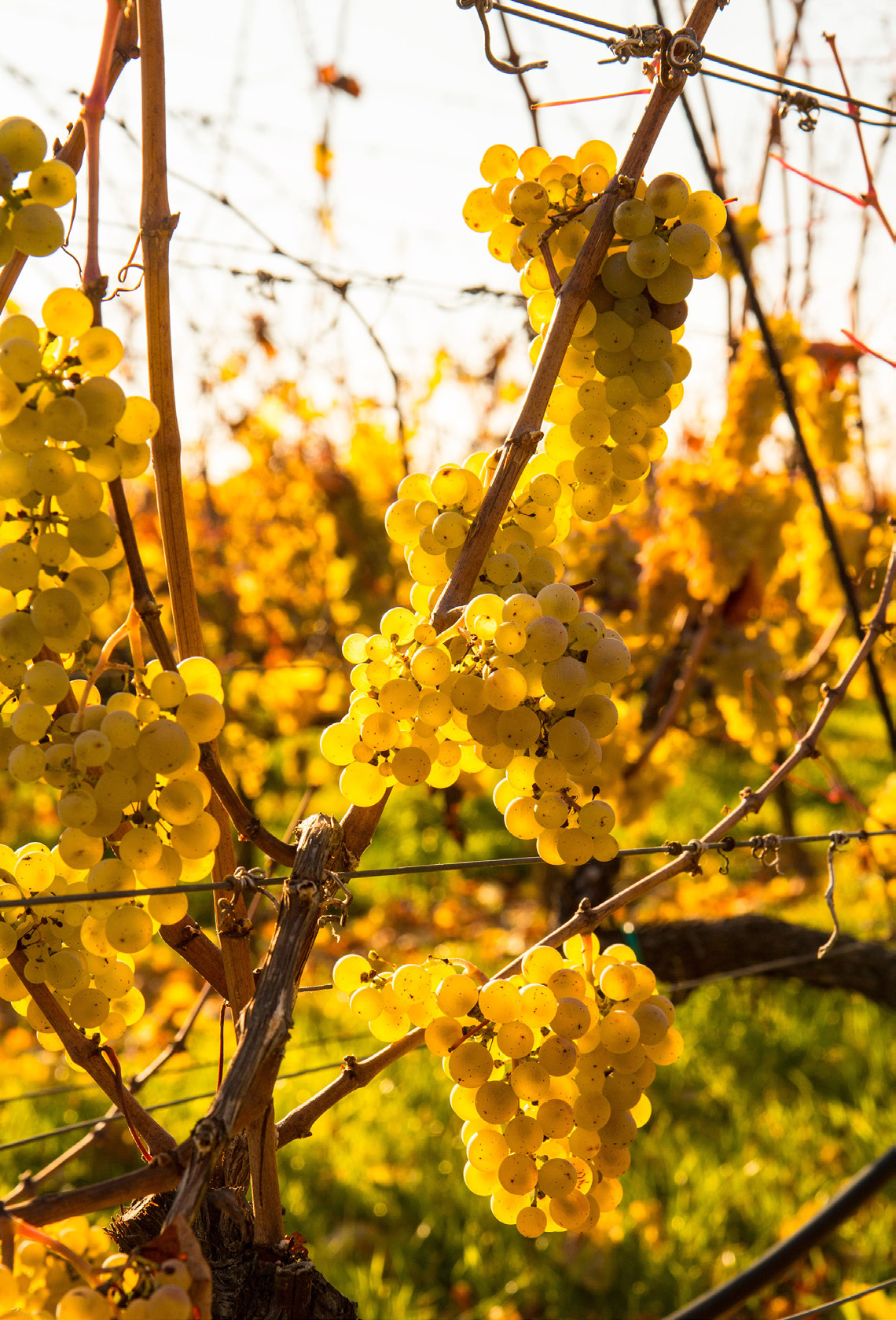 Грозди Riesling на винограднике Heiligenstein