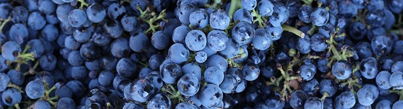 cabernet-sauvignon-grapes.jpg cabernet-sauvignon-grapes.jpg